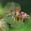 Galaxy/Candy Koi Halfmoon - 14 weeks old