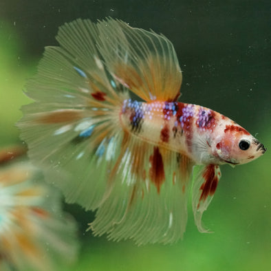 Galaxy/Candy Koi Halfmoon - 14 weeks old