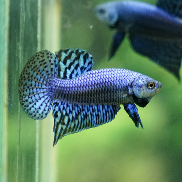 Alien Betta Plakat -11 weeks Old