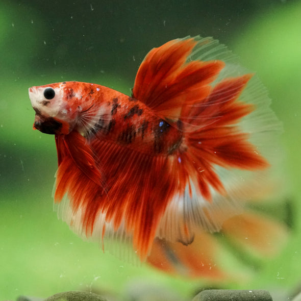 Galaxy/Candy Koi Halfmoon - 14 weeks old
