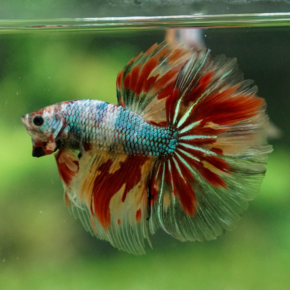 Galaxy/Candy Koi Halfmoon - 13 weeks old