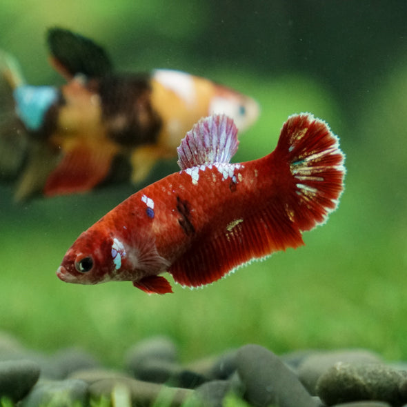 Multicolor/ Galaxy Koi Plakat- Female- 13 Weeks Old