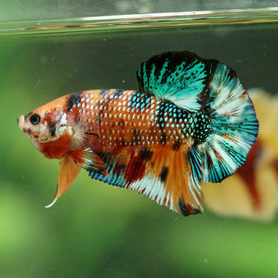 Multicolor/Galaxy Koi Plakat -16 weeks Old