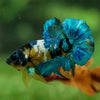 Multicolor/Galaxy Koi Plakat -13 weeks Old