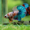 Multicolor/Galaxy Koi Plakat -16 weeks Old