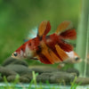 Multicolor/ Galaxy Koi Halfmoon - Female- 13 Weeks Old