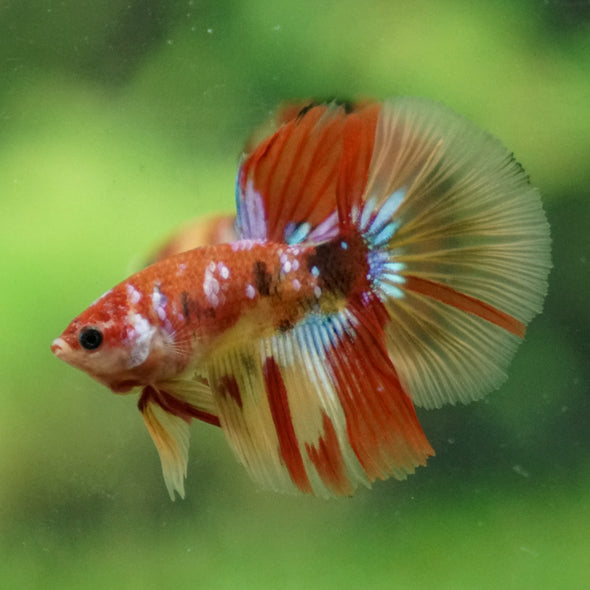 Galaxy Koi Halfmoon - 10 weeks old