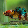 Multicolor/ Galaxy Koi Plakat- Female- 13 Weeks Old