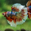 Galaxy/Candy Koi Halfmoon - 14 weeks old