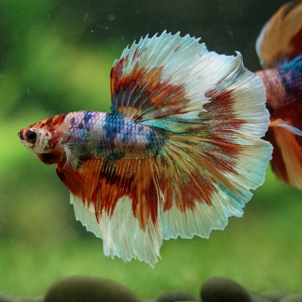 Galaxy/Candy Koi Halfmoon - 14 weeks old