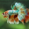 Galaxy/Candy Koi Halfmoon - 11 weeks old