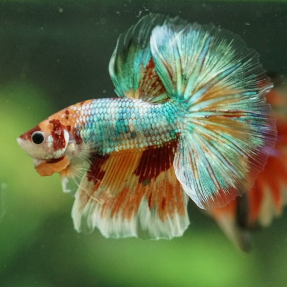 Galaxy/Candy Koi Halfmoon - 11 weeks old