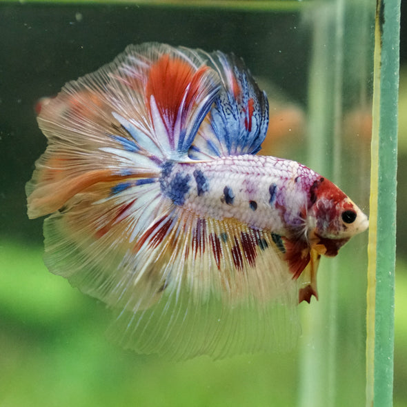 Galaxy/Candy Koi Halfmoon - 13 weeks old