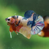 Multicolor/Galaxy Koi Plakat -16 weeks Old