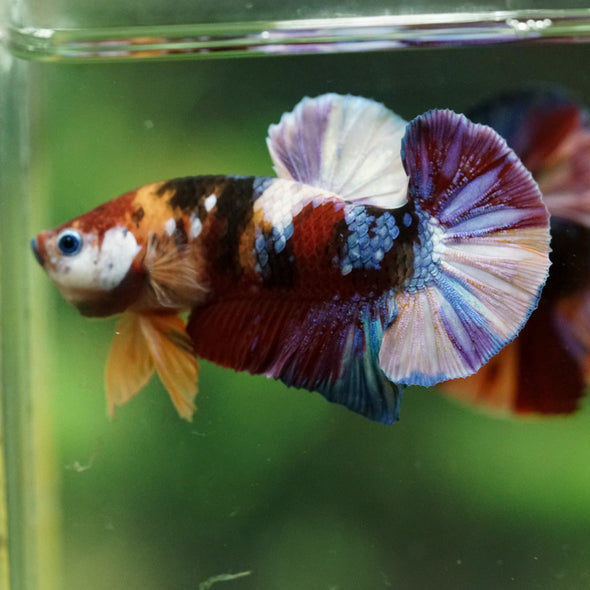 Multicolor/Galaxy Koi Plakat -16 weeks Old