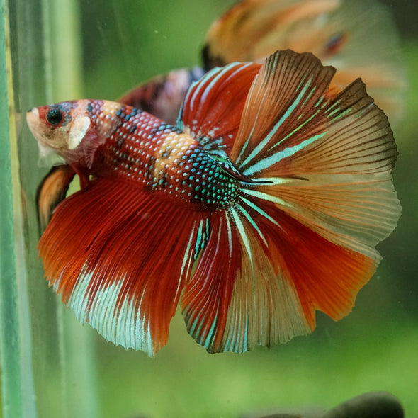 Galaxy/Candy Koi Halfmoon - 14 weeks old