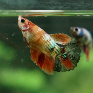 Multicolor/ Galaxy Koi Halfmoon - Female- 13 Weeks Old