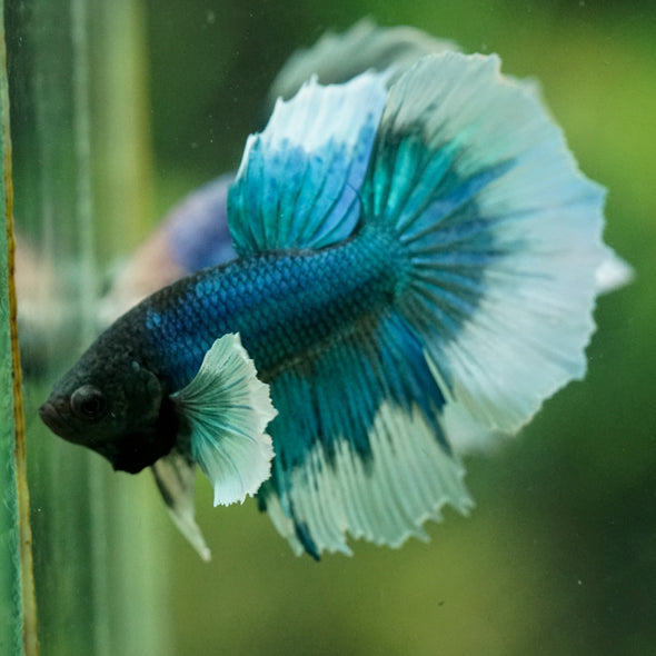 Dumbo Halfmoon - 12 weeks old