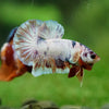 Multicolor/Galaxy Koi Plakat -16 weeks Old