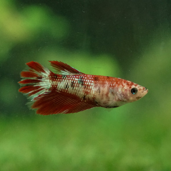 Multicolor/ Galaxy Koi Halfmoon - Female- 13 Weeks Old