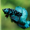 Black Koi Galaxy Plakat (Avatar) -10 weeks Old