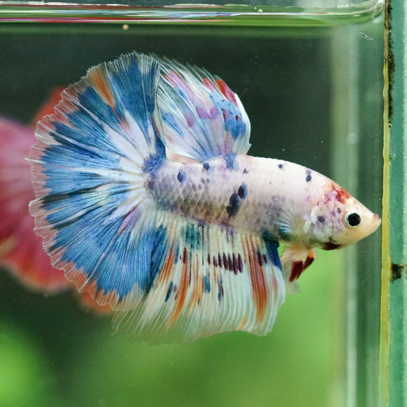 Galaxy/Candy Koi Halfmoon - 11 weeks old