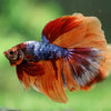 Galaxy/Candy Koi Halfmoon - 14 weeks old