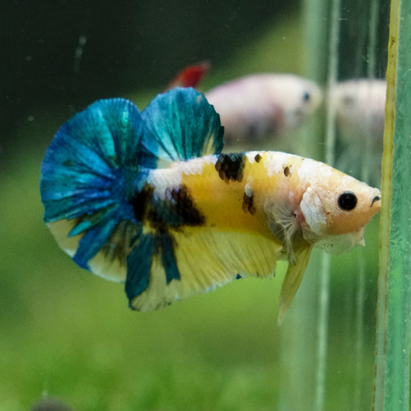 Multicolor/Galaxy Koi Plakat -16 weeks Old