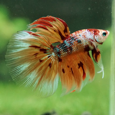 Galaxy/Candy Koi Halfmoon - 13 weeks old