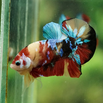 Multicolor/Galaxy Koi Plakat -16 weeks Old