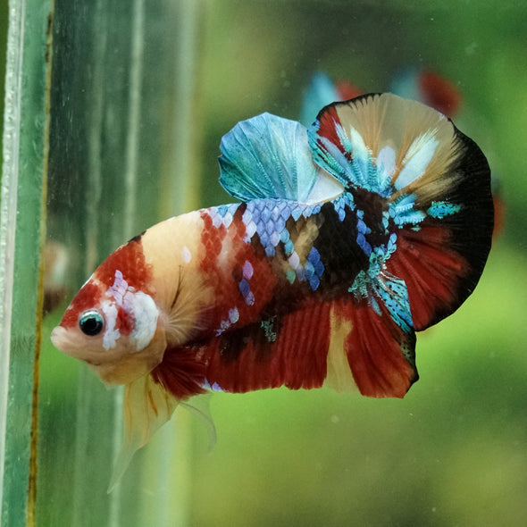 Multicolor/Galaxy Koi Plakat -16 weeks Old