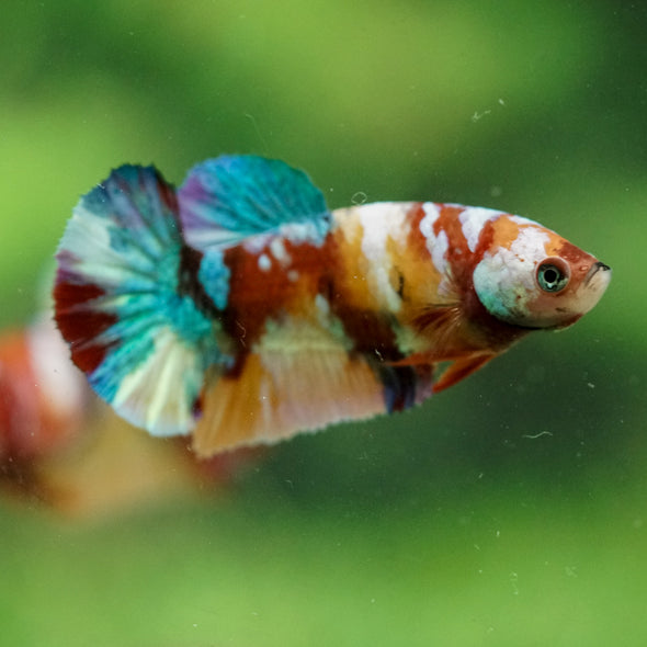 Multicolor/ Galaxy Koi Plakat- Female- 13 Weeks Old