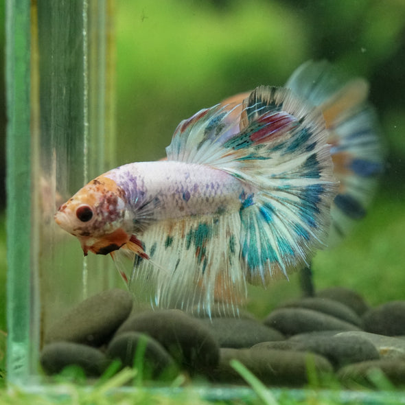 Galaxy/Candy Koi Halfmoon - 14 weeks old