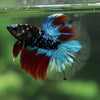 Black Base Galaxy Koi Halfmoon (Avatar) - 14 weeks old