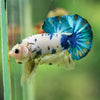 Multicolor/Galaxy Koi Plakat -16 weeks Old