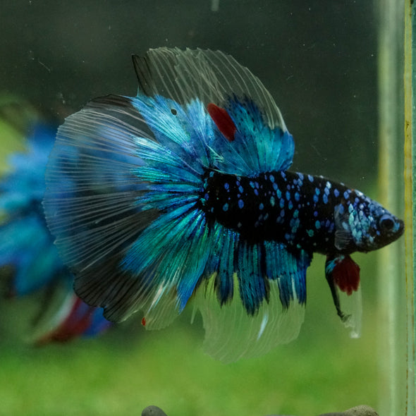 Black Base Galaxy Koi Halfmoon (Avatar) - 14 weeks old