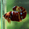 Multicolor/Galaxy Koi Plakat -16 weeks Old