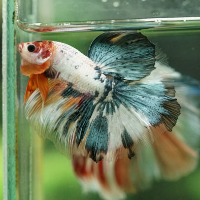 Galaxy/Candy Koi Halfmoon - 14 weeks old