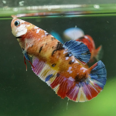 Multicolor/ Galaxy Koi Plakat- Female- 13 Weeks Old