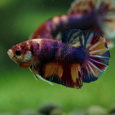 Multicolor/Galaxy Koi Plakat -11 weeks Old