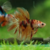Galaxy/Candy Koi Halfmoon - 14 weeks old