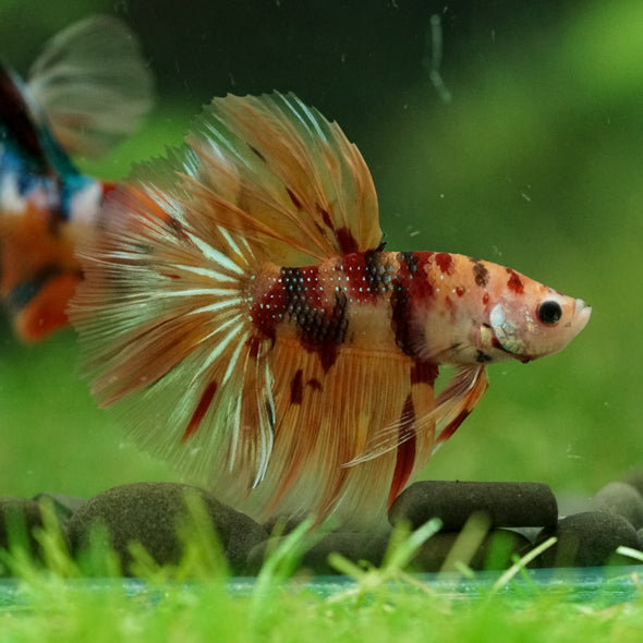 Galaxy/Candy Koi Halfmoon - 14 weeks old