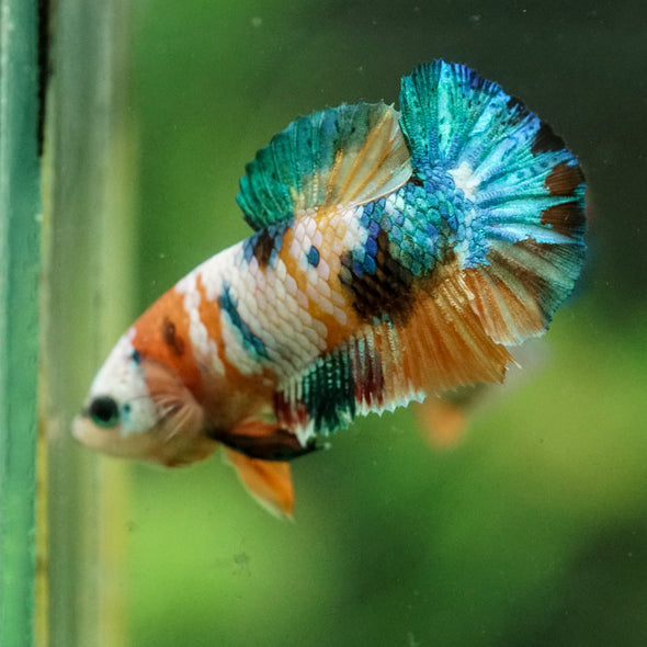 Multicolor/ Galaxy Koi Plakat- Female- 13 Weeks Old