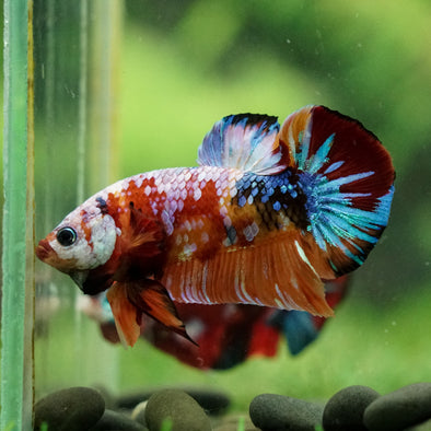 Multicolor/Galaxy Koi Plakat -16 weeks Old