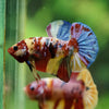 Multicolor/Galaxy Koi Plakat -16 weeks Old