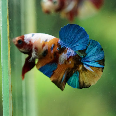 Multicolor/Galaxy Koi Plakat -16 weeks Old