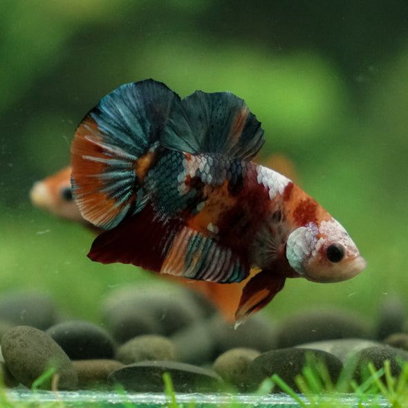 Multicolor/Galaxy Koi Plakat -13 weeks Old