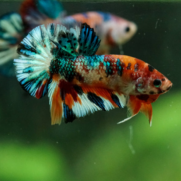 Multicolor/Galaxy Koi Plakat -16 weeks Old