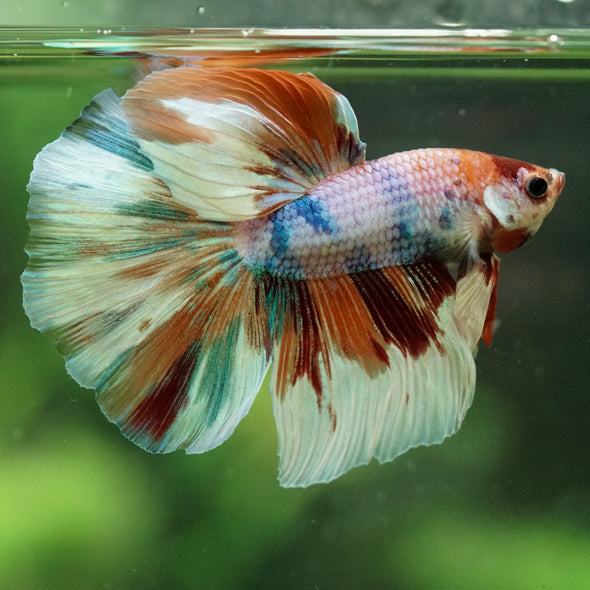Galaxy/Candy Koi Halfmoon - 14 weeks old