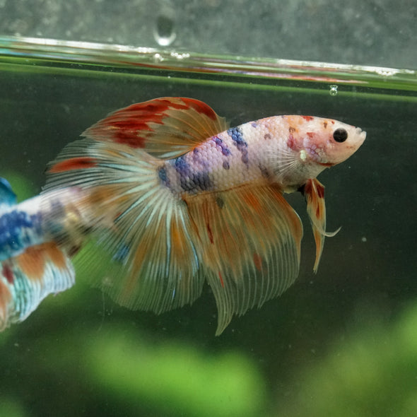 Galaxy/Candy Koi Halfmoon - 14 weeks old